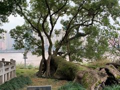 -江心屿景区