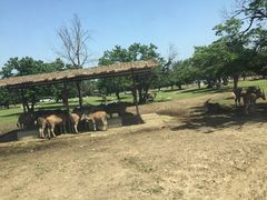 -西安秦岭野生动物园