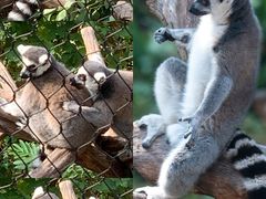 -红山森林动物园
