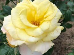 -豪约客牛排(百大奥莱店)