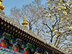 -护国法轮寺