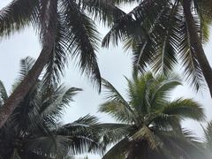 -东郊椰林