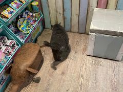 -小时光咖啡馆(开森度假森林店)