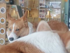 -平行世界·猫咖(首经贸店)