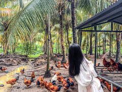 -兴隆槟榔园休闲农庄