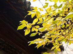 -秋霞圃