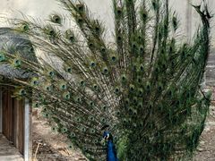 -意大利农场度假村