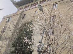 -武汉大学-樱园