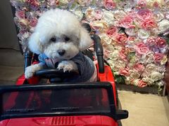 -百好乐宠物友好餐厅(朝外大街店)