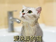 -爱洗澡的猫(望京店)