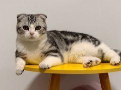 -伟伟宠物医院·瑞派猫友好医院·猫科(光谷店)