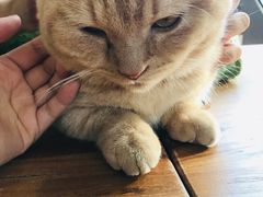 -猫小院猫主题咖啡厅(北锣店)