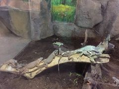 -灵玲国际马戏城