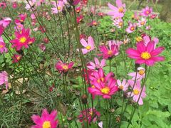 -天适樱花悠乐园