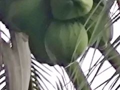 -三亚亚龙湾红树林度假酒店
