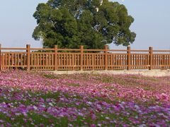 -东南花都花博园