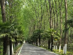 -合肥滨湖国家森林公园