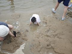 -碧海金沙