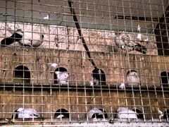 -鱼窝棚柴火铁锅炖(富山屯店)