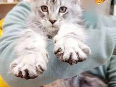 -十年猫舍·猫咪专门店(普陀店)