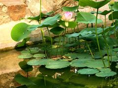 -国家植物园南园