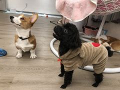 -浣熊柯尔鸭土拨鼠·电玩咖