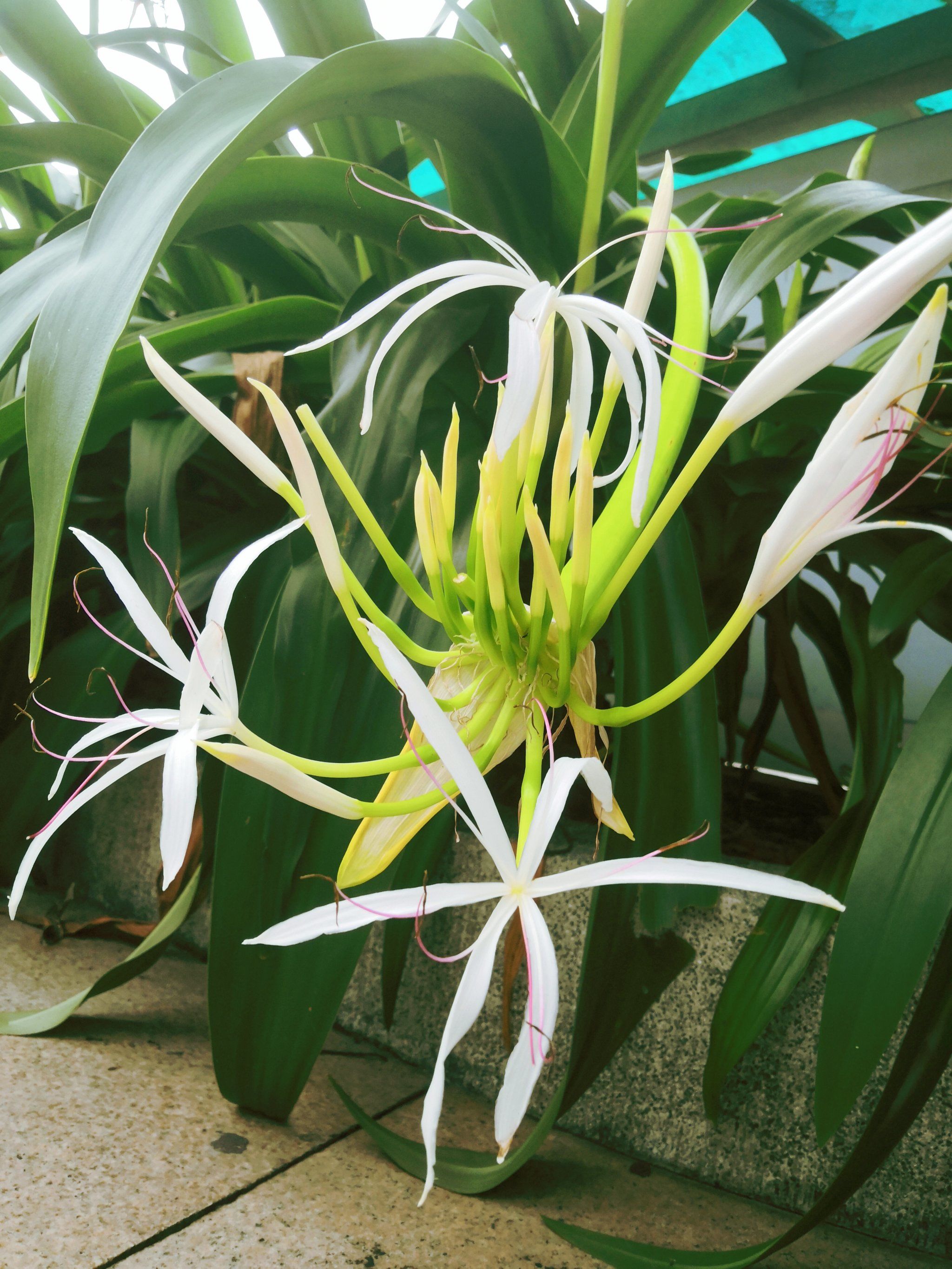 水鬼蕉,好可怕的名字