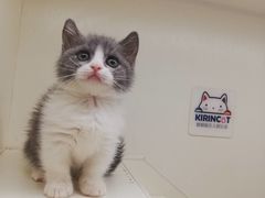 -十年猫舍·猫咪专门店(普陀店)