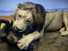 -国家自然博物馆