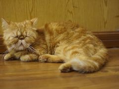 -猫友咖啡店(玉林西路店)
