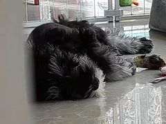 -佑安动物医院·全科·内窥镜中心(幸福巷店)