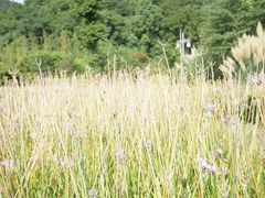 -贵阳市花溪国家城市湿地公园