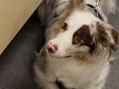 -帕帕拉兹宠物(亚洲旗舰店)