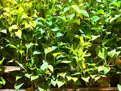 -雀舞云南菜(天津天河城购物中心店)