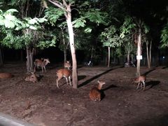 -清迈夜间动物园