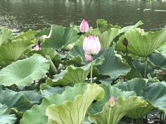 -艾溪湖湿地公园