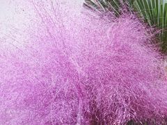 -双季花艺园艺市场(浦东店)