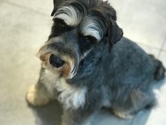 -帕帕拉兹宠物(亚洲旗舰店)