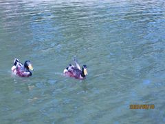 -大兴滨河森林公园