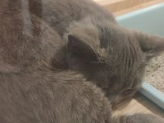 -屋虎猫馆(宝安大仟里店)