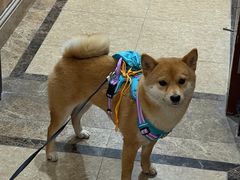 -瑞鹏宠物医院·宠保定点·心脏科·内科(御桥分院)