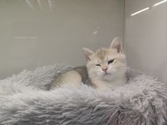 -lincat·猫舍(广州店)