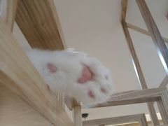 -滚猫咖啡·猫咖·猫友好撸猫(未来城店)