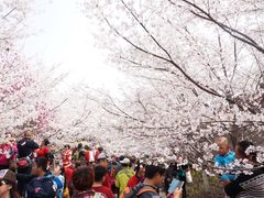 樱花山风景区-樱花山风景区