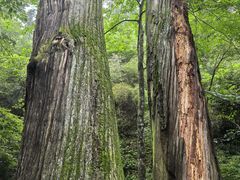 -天目山大树王景区