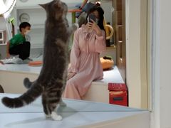 -COLOR PETS 撸猫馆·购猫·猫咖(长风大悦城店)