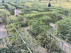 -广东茂名森林公园
