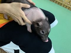 -藦茜花园宠物主题亲子互动体验馆(国顺东路店)