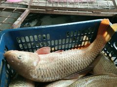 -白氏鲶鱼汤(白亮1号店)