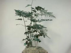 -植觉